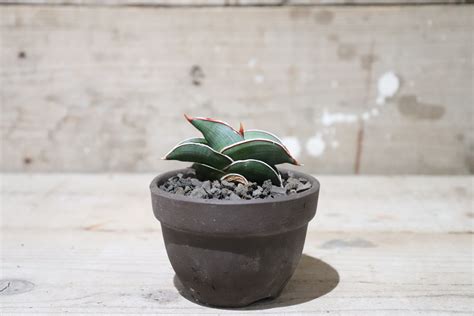 【送料無料】Sansevieria rorida〔サンセベリア〕現品発送S0006 | plane plants