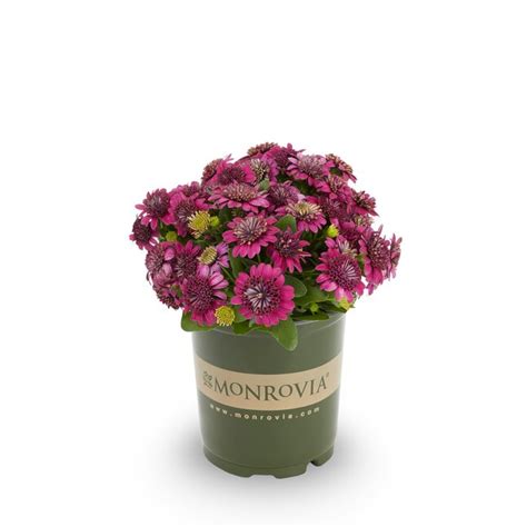 Monrovia Multicolor African Daisy in 2.5-Quart Pot 192083 at Lowes.com