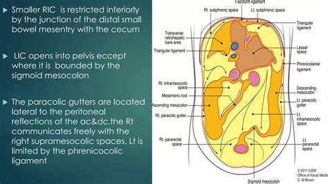 anatomy of Peritoneal spaces | PPTX