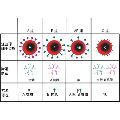 ABO血型鉴定的“双保险”-天津市肿瘤医院-北方网企业建站