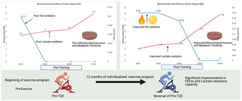 The Key Role of Mitochondrial Function in Health and Disease