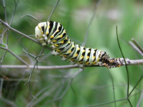 Black Swallowtail Caterpillar