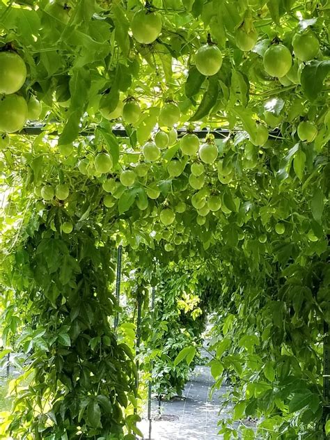 How Much Sun Does A Passion Fruit Plant Need at Audrey Cunningham blog