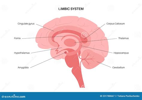 Image result for Limbic System Function Animation