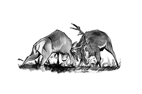 Intraspecific competition is conflict between same species