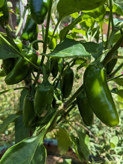 How to grow jalapeno peppers from seeds – Sandia Seed Company
