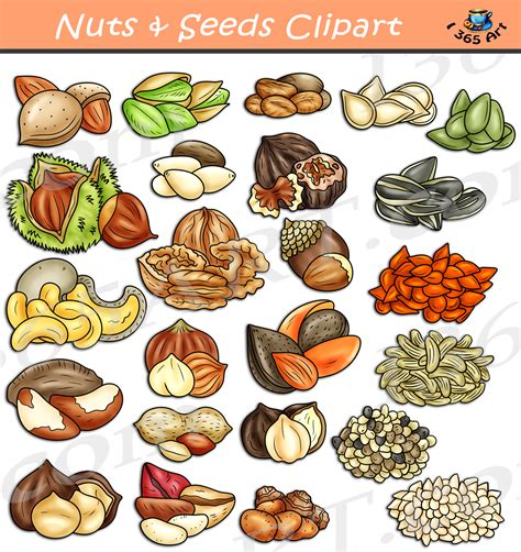 Seed Clip Art