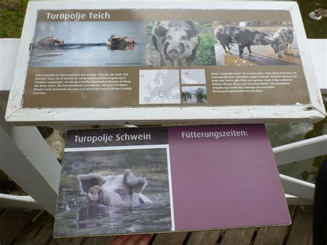ZooLex Image - Signage Turopolje pig