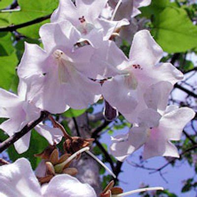 Buy Princess tree paulownia tomentosa BULK 5000+ Online at desertcartINDIA