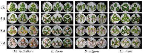 The Fungus HL-29: A Promising Weed Pathogen with Bioherbicidal ...