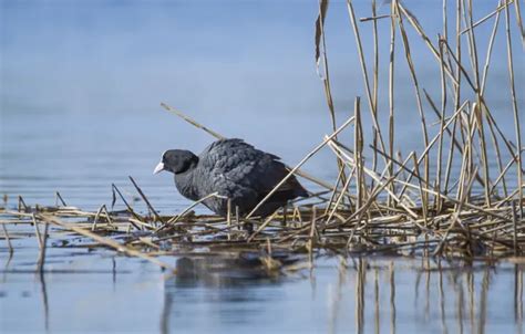 Wallpaper lake, bird, spring, coot for mobile and desktop, section ...