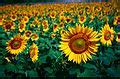 Image result for Brian Harris Simplot
