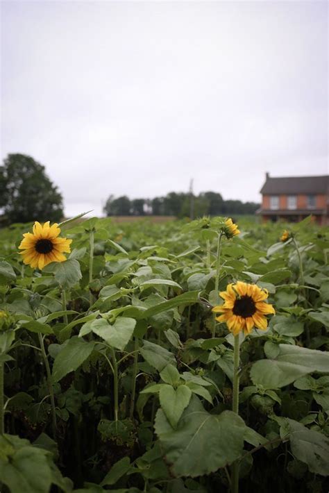 Sunflower Days at Grumbine Acres, 30 Grumbine Rd, Myerstown, PA, 1 July ...