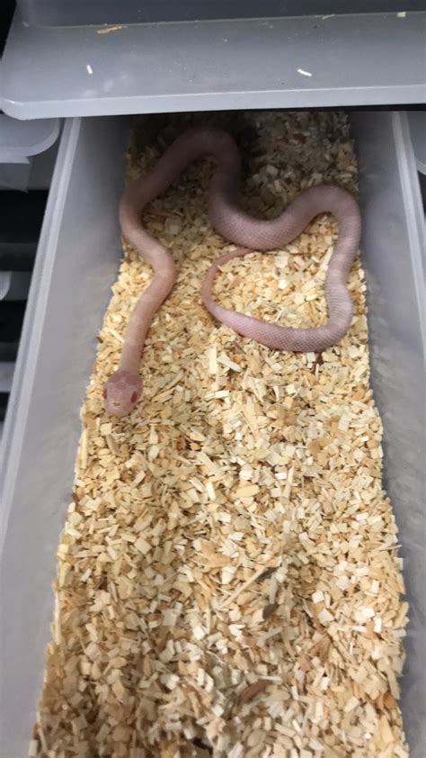 will this blizzard corn snake will turn out solid white? : r/snakes
