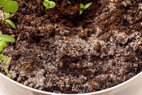 Is that mold on plant soil? Here's what you need to know.