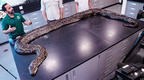 Image result for Burmese Python Florida
