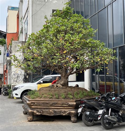 What is this tree found in Saigon, Vietnam. : r/whatsthisplant