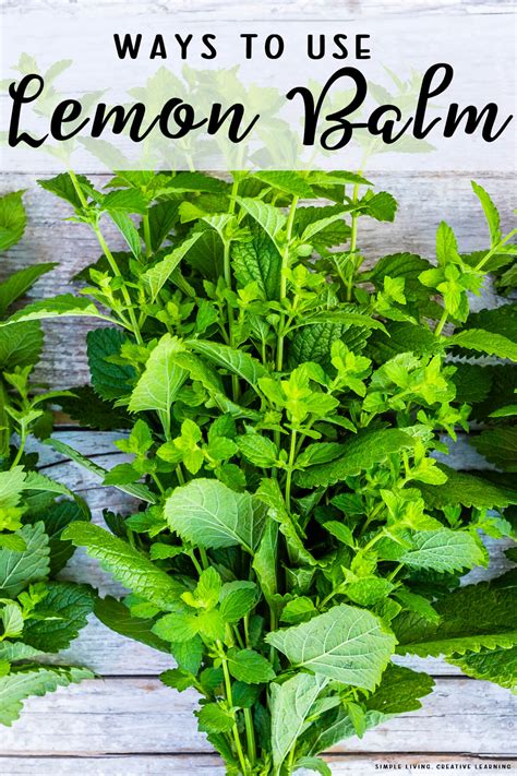 Ways to Use Lemon Balm - Simple Living. Creative Learning