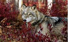 Wolf Wallpaper Hd by Free Hd Wolf Wallpapers Wallpaper Cave Wolf Wallpaper Hd