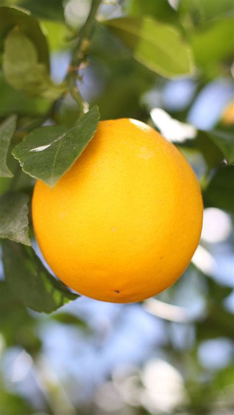 Download wallpaper 800x1420 lemon, fruit, citrus, branch, leaves, macro ...