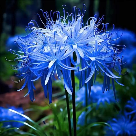 💙Blue Spider Lily Bulbs: Where Mystery Meets Beauty | Lily bulbs, Lily ...