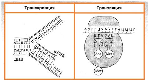 Что такое транскрипция и трансляция в биологии
