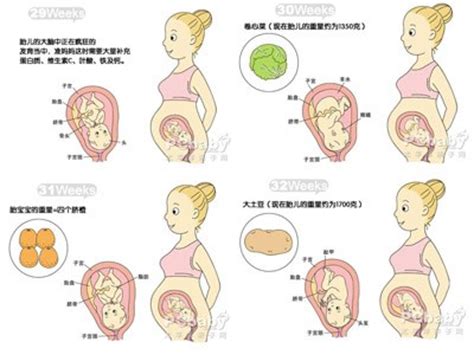 8个月胎儿发育过程图_怀孕8个月胎儿发育_两个月胎儿发育图_亲子百科_太平洋亲子网