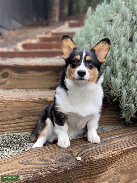 Pembroke Welsh Corgi Tricolor Stud - Stud Dog in California, the United ...