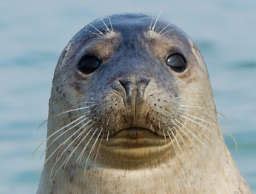 Image result for Alien Monster Pic