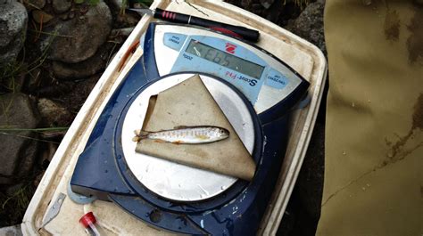 As Climate Warms American West, Iconic Trout In Jeopardy : NPR