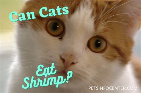 Can Cats Eat Shrimp at Ali Jeannette blog