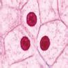 what are the uses of magnification? - Brainly.in