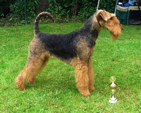 Airedale Terrier - Puppies, Rescue, Pictures, Information, Temperament ...