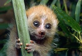 Image result for Pygmy Slow Loris Baby