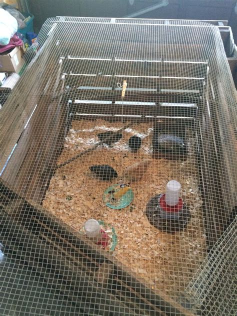 4+ Week Old Chicks Transitioning to Coop Dilemma