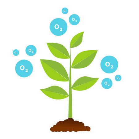 Growth of Bonsai Clubs & Community Gardens in Indian Cities - बागवानी सुख