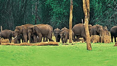 Animals Endemic To Kerala