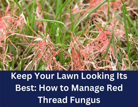 Image result for Red Thread Fungus Control