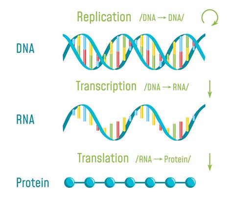 Image result for Protein Synthesis Explained