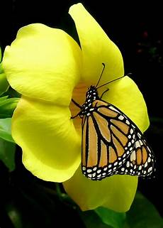 Wallpaper Butterfly Images by Free Wallpapers Butterfly Wallpapers Butterfly Wallpaper Butterfly Images