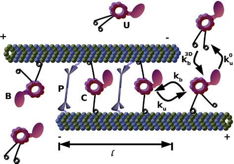 Sudipto-Muhuri's Research Group