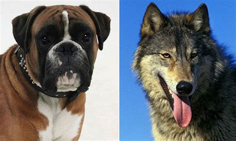 What Are Dogs Descended From