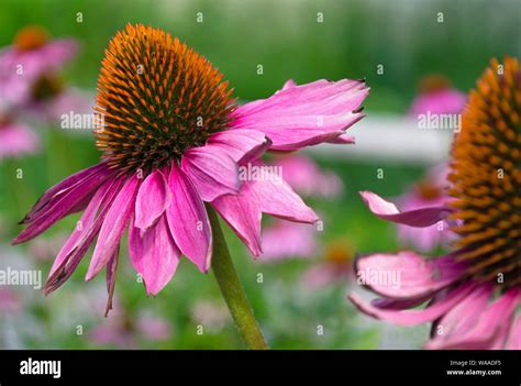 Image result for Multiplication Using Box Method