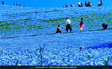 'पृथ्वी पर स्वर्ग': प्रकृति का अनोखा नजारा, पहाड़ों पर फैली नीले फूलों ...