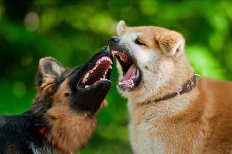 Younger Dog Attacking Older Dog: 6 Causes Of Aggressive Behavior - behavior of elderly dogs