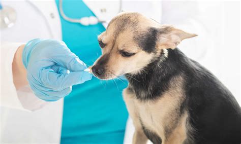 Clindamycin Dosage Chart for Dogs: Risks, Side Effects, Dosage, and ...