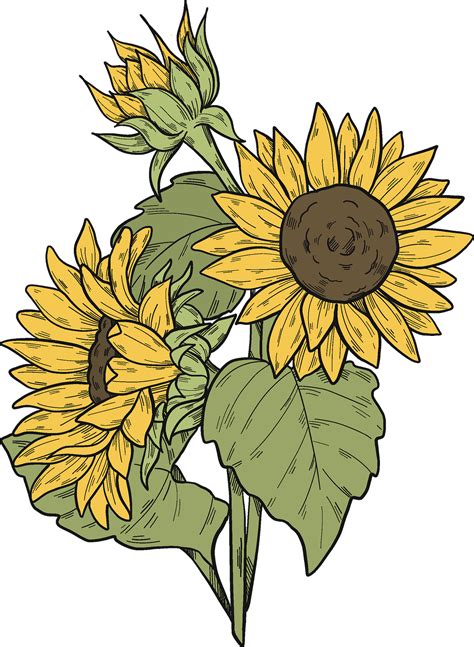 Sunflower Drawing Clip Art at Susan Lebrun blog