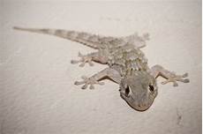 geco in casa casa gris gecko foto de stock 169 alessandrozocc 124035508 geco in casa casa gris gecko foto de stock 169 alessandrozocc 124035508