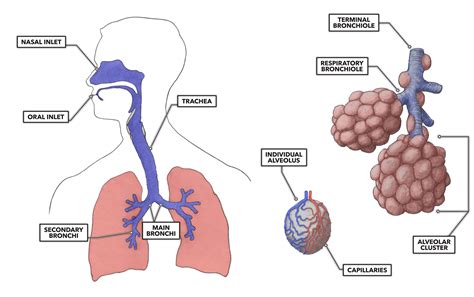 Lung diagram with labels – Anatomy System – Human Body Anatomy diagram and chart images