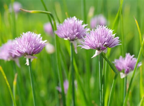 Download wallpaper summer, flowers, nature, plants, bow, flowering, the ...